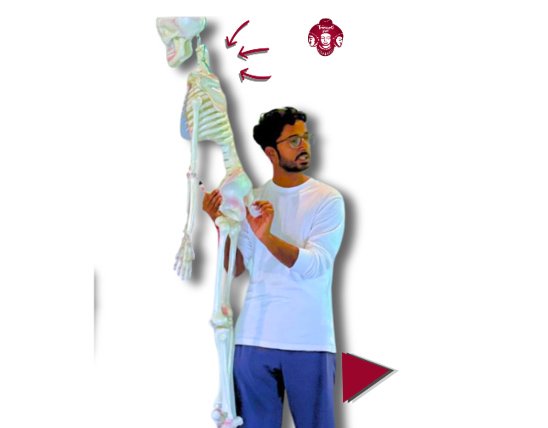 Yoga Anatomy Physiology